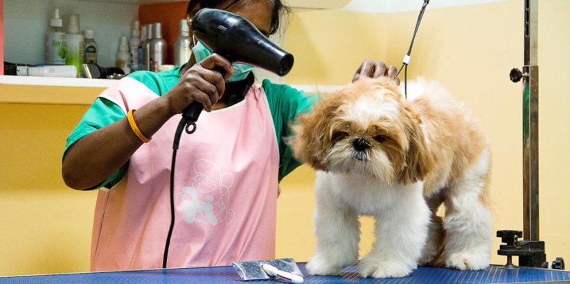 Pet Grooming Services